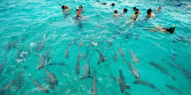 Belihe, Tawarkan Wisata Pantai yang Suguhkan Atraksi Hiu