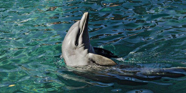 10 Spot Paling Asyik untuk Berenang Bareng Lumba-lumba