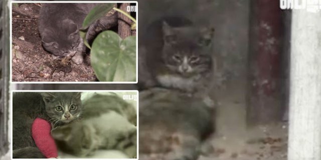 Video Memilukan Anak Kucing yang Tak Tahu Induknya Telah Mati