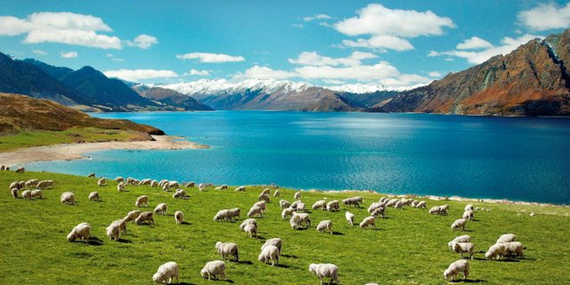 Cara Jalan-jalan Hemat ala 'Backpacker' ke Selandia Baru 