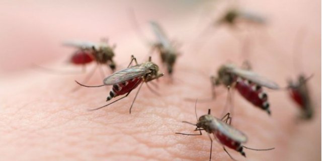 Vaksin Dengue Mulai Bisa Diberikan Pada Usia 9 Tahun