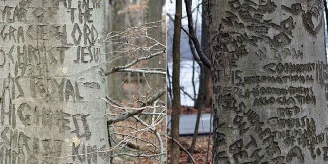Ukiran-ukiran Misterius di Pohon Ungkap Kisah Kelam Pasien RSJ