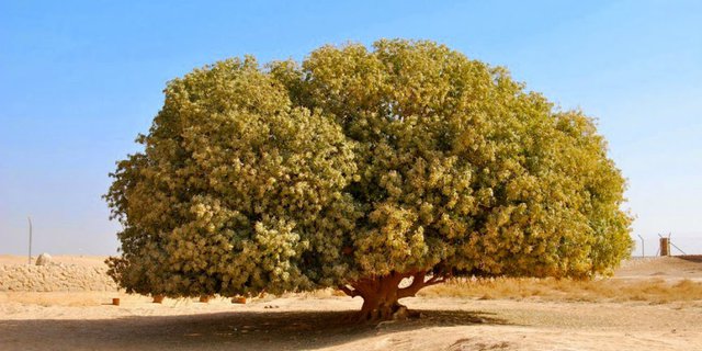 Pohon Tempat Berteduh Nabi Muhammad yang Masih Ada hingga Kini