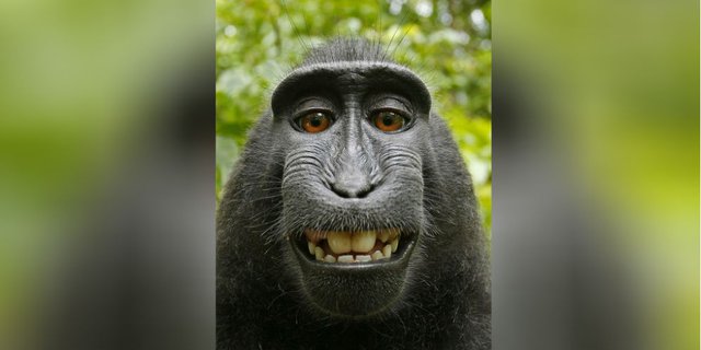 Kisruh Rebutan Hak Cipta Foto Selfie Monyet Sulawesi