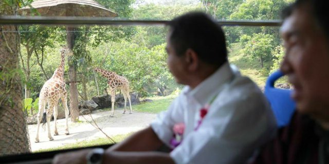 Menpar Namakan Anak Jerapah 'Bimo' di Baobab Safari Resort