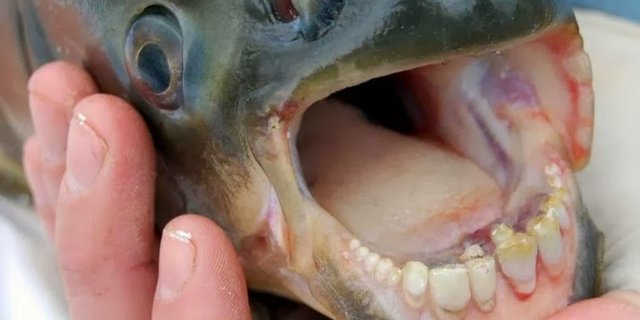 Ditemukan Spesies Ikan Berbahaya, Bergigi Mirip Gigi Manusia