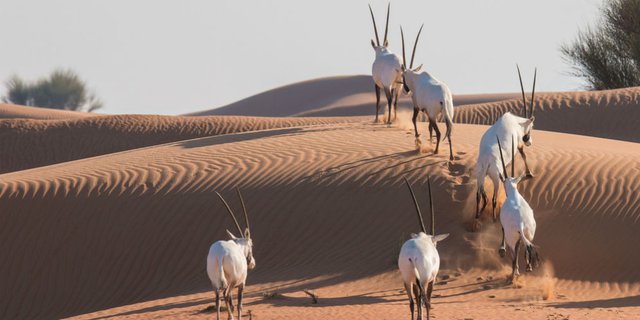 Oman Buka Suaka Margasatwa Khusus untuk Spesies Langka