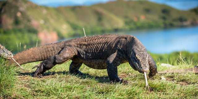 Keren! Pulau Komodo Jadi Lokasi Syuting Film Thailand