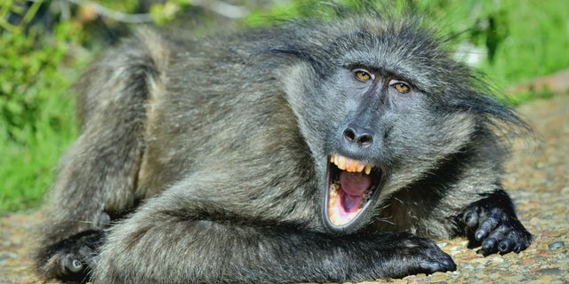 Kebun Binatang Mendadak Heboh, 52 Babun Lepas dari Kandang