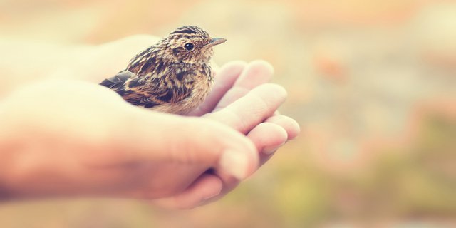 Pipit burung Hama Burung