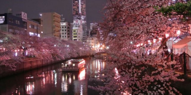 Ini Dia Tempat-tempat Terbaik untuk Melihat Cantiknya Sakura