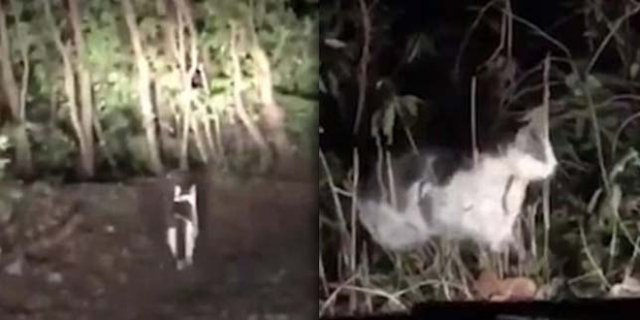 Viral! Dua Pria Tersesat di Hutan, Kucing Tuntun Arah Pulang 