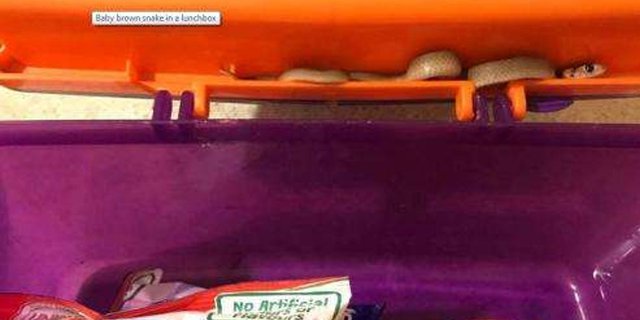 OMG! Ular Paling Mematikan Sembunyi di Kotak Makan Anak TK