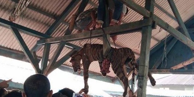 Harimau Sumatera Ditombak, Warga Kira Siluman