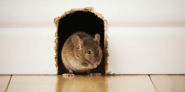 Cara mengusir tikus hutan