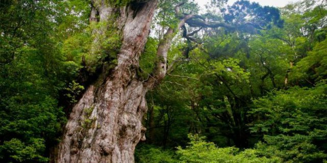 Jelajah Hutan Menuju Pohon Berusia 7.200 Tahun di Jepang