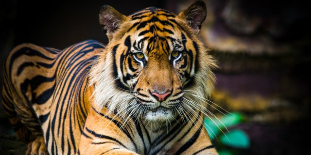 Fakta Mengejutkan Harimau Terjebak di Kolong Ruko Pasar Riau