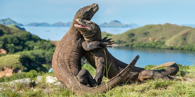 Pulau Komodo Ditutup, Ini Alasannya