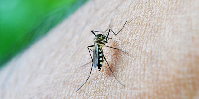 Beda Gejala Demam Berdarah Dengue dan Gejala Tipes