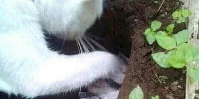 Video Viral Induk Kucing Cium Anaknya Sebelum Dikubur  Dream.co.id