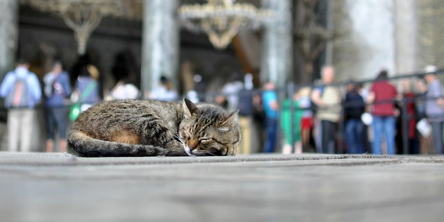 Kucing berantem pertanda apa menurut islam
