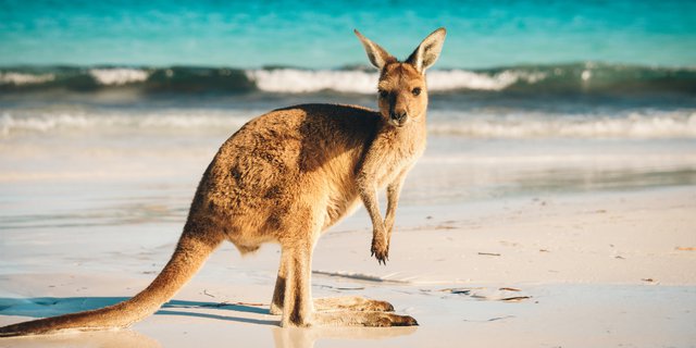 Wujudkan Mimpi Traveling Seru ke Australia