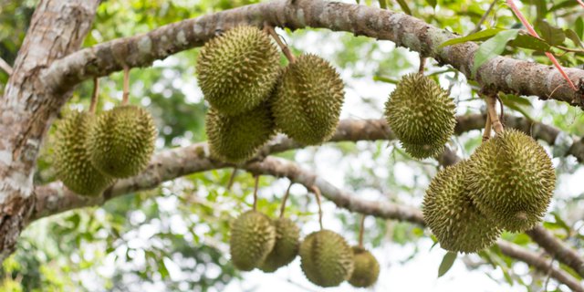 Download 720 Koleksi Gambar Durian Runtuh Terbaru HD