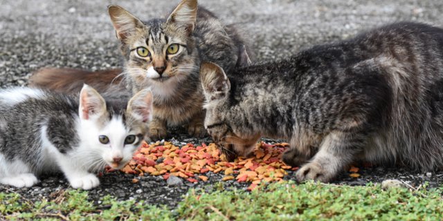 Separuh Gaji Juru Parkir Ini Diberikan untuk Kucing Liar  Dream.co.id