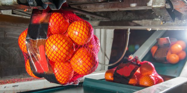 Terkuak Alasan Penjual Buah Jual Jeruk dalam Tas Jala Merah