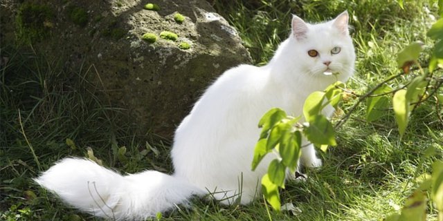31+ Hewan peliharaan kucing anggora persia update