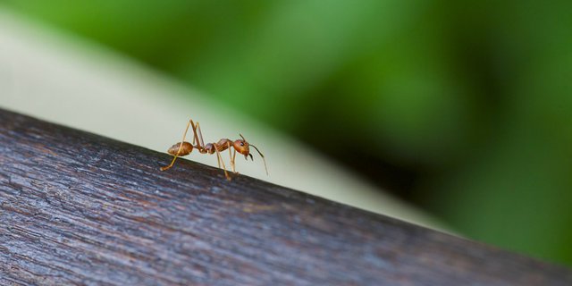 Semut 'Menjajah' Rumah? Usir dengan Cara Mudah Ini