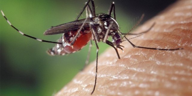 5 Cara Mengusir Nyamuk secara Alami dan Ampuh