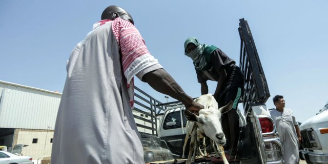 Berburu Hewan Ternak di Mekah untuk Bayar Denda Haji