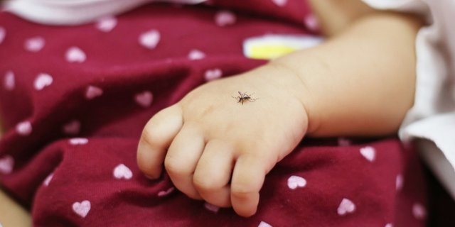 8 Cara Mengatasi Gigitan Nyamuk pada Bayi dengan Bahan Alami