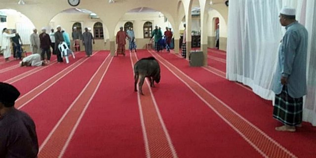 Macam Macam Najis Disertai Cara Membersihkan Najis Anjing Dan Babi Sesuai Sunnah Dream Co Id