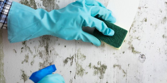 Segera Bersihkan Jamur dan Lumut, Demi Rumah Selalu Sehat