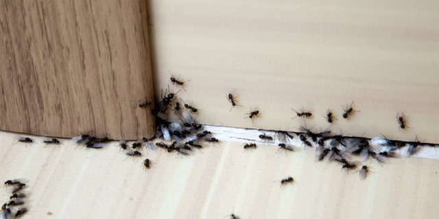 Singkirkan Semut yang Mengganggu di Berbagai Sudut Rumah