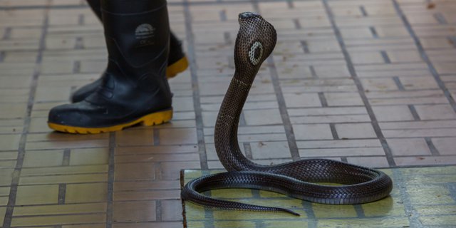 Ular senduk hitam