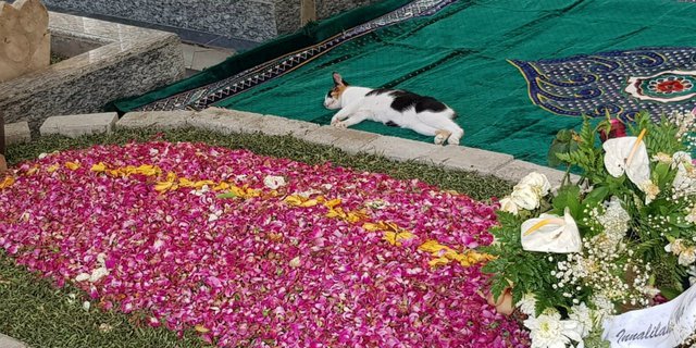 Viral Kucing Peliharaan Tunggui Pusara Gus Sholah