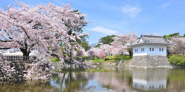 Waktu dan Tempat Terbaik Melihat Sakura Bermekaran di 2020
