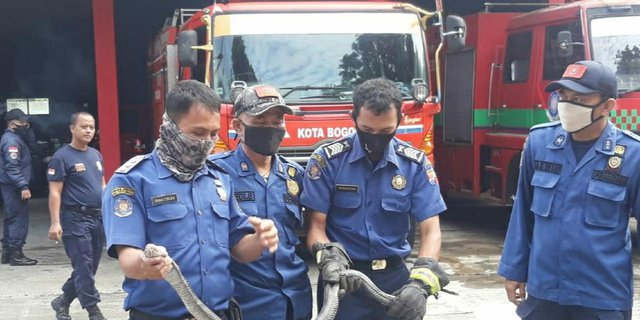 Akan Masak, Kaget Lihat Kobra 1,5 Meter