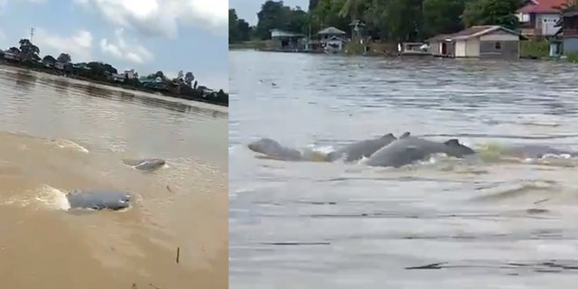 Heboh Binatang Langka Muncul di Sungai Mahakam, Petanda Apa?