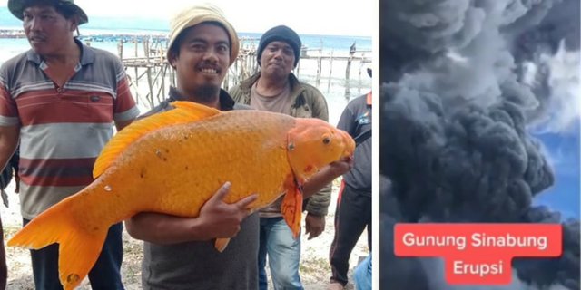 Viral Ikan Mas Raksasa Danau Toba Ditangkap, Terkait Erupsi Sinabung?