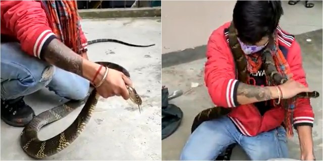 Video Menegangkan Penangkapan King Cobra di Meja Ruang Tamu