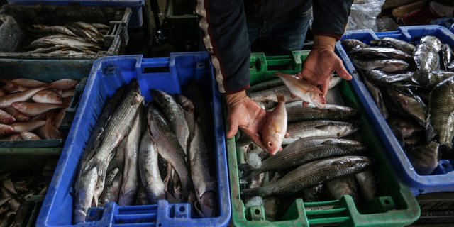 Viral Video Ribuan Ikan Terdampar Di Pantai Gaza Demi Nelayan Ini Faktanya Dream Co Id