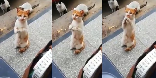 Video Kucing Seolah Minta Makan Ini Bikin Netizen Terharu dan 