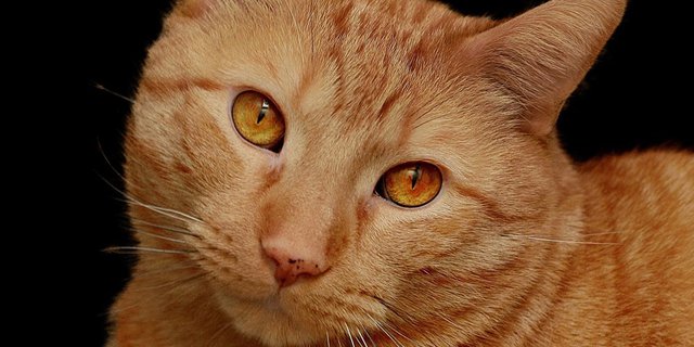 Beli Kucing Online, yang Datang Malah Harimau Sumatera  Dream.co.id