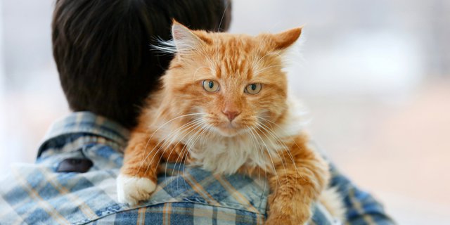Tahukah Kamu Kenapa Kucing Suka Bersandar di Pundakmu?  Dream.co.id