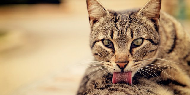 Fakta Unik di Balik Lidah Kucing, Dari Tanda Cinta hingga Jaga 