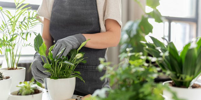 Harus Seberapa Sering Mengganti Tanah di Pot Tanaman Indoor?